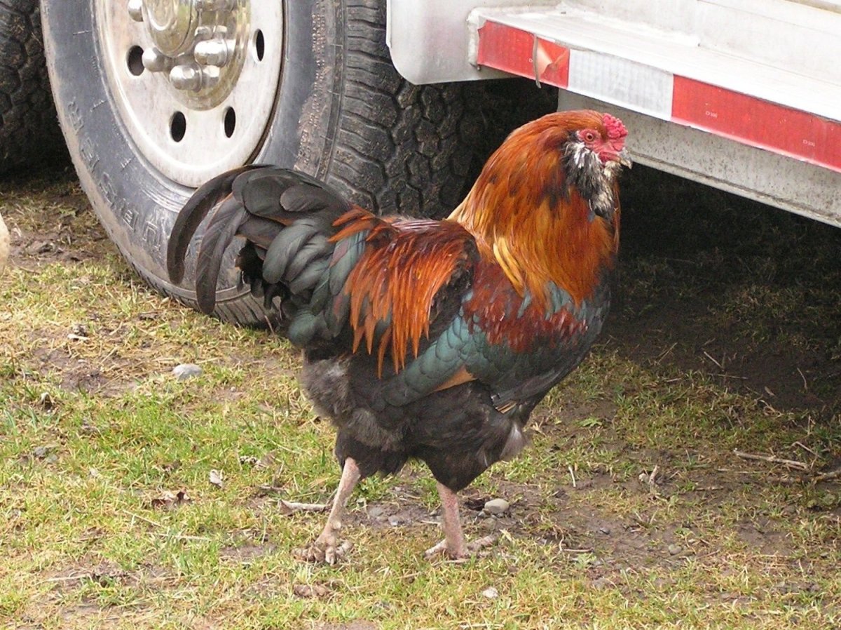 Куры Фаворит