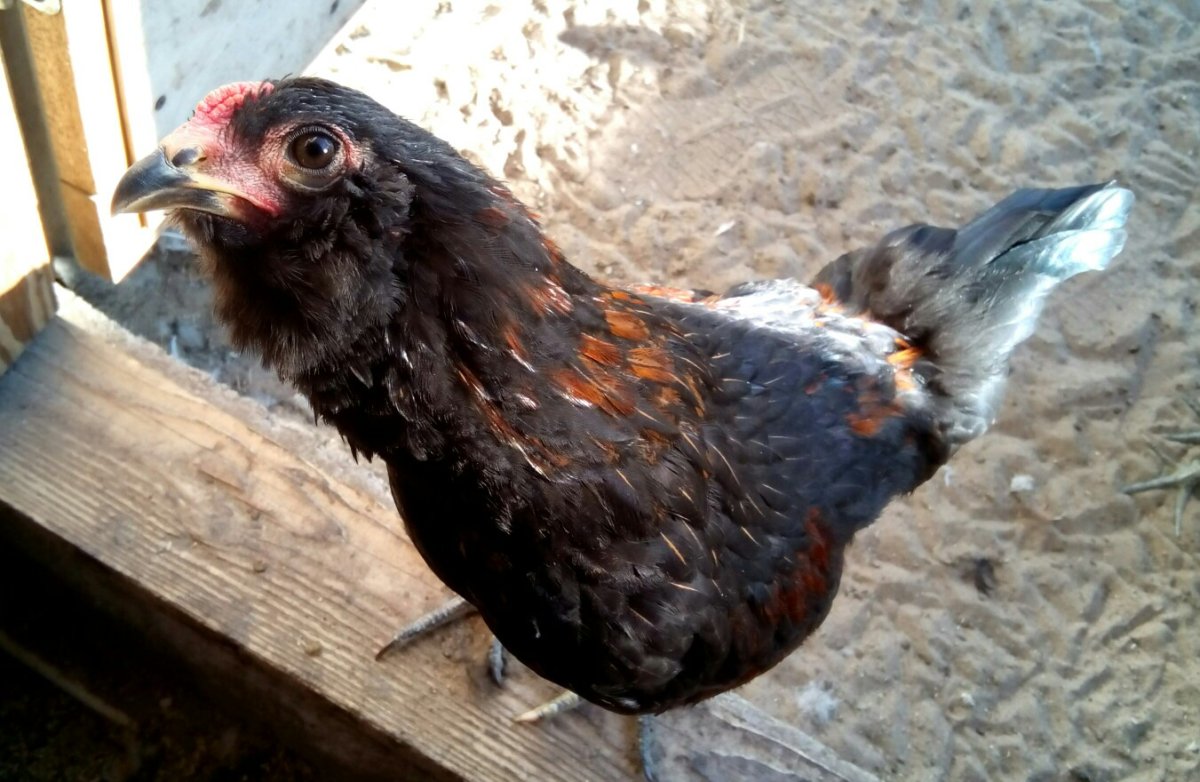 Маран серебристоигривый