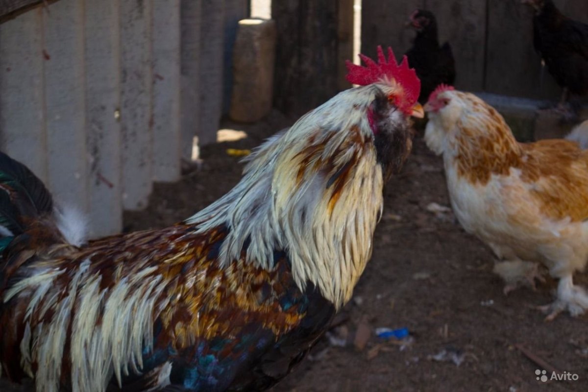 На астероидах выращены куры