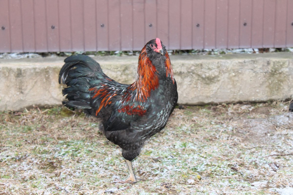 Порода петухов Амераукана