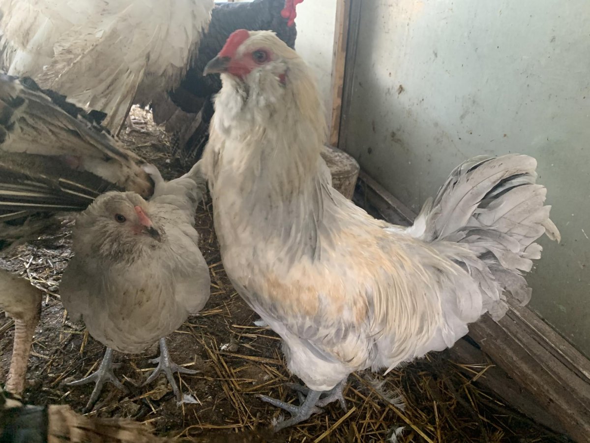 Араукана золотистогривые