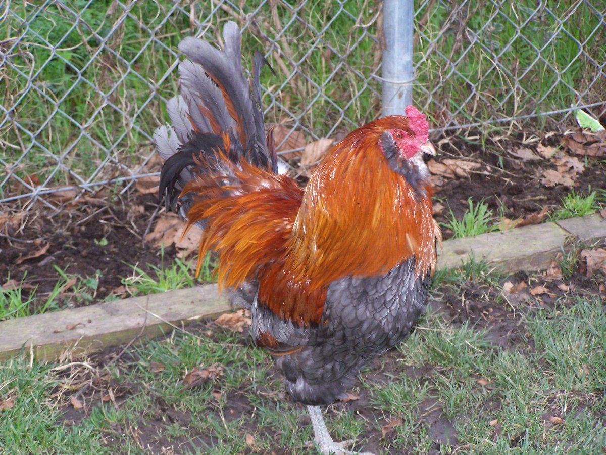 Красный петух