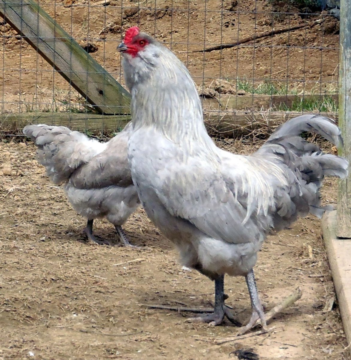 Амераукана голубая