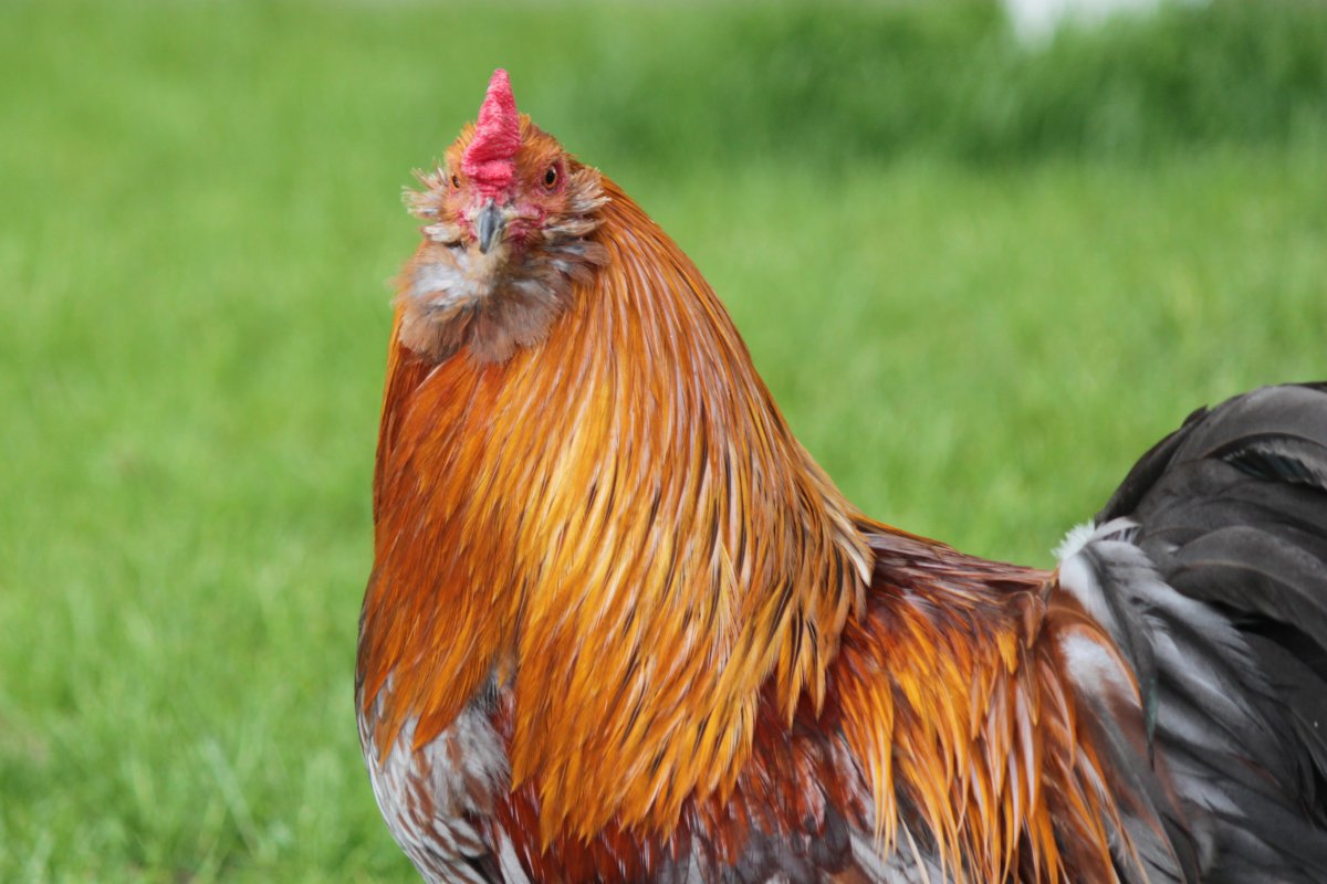 Араукан золотогривый