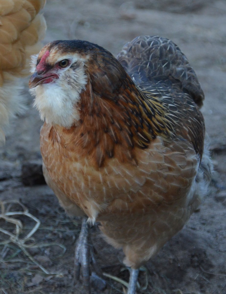 Куры Араукана яйца