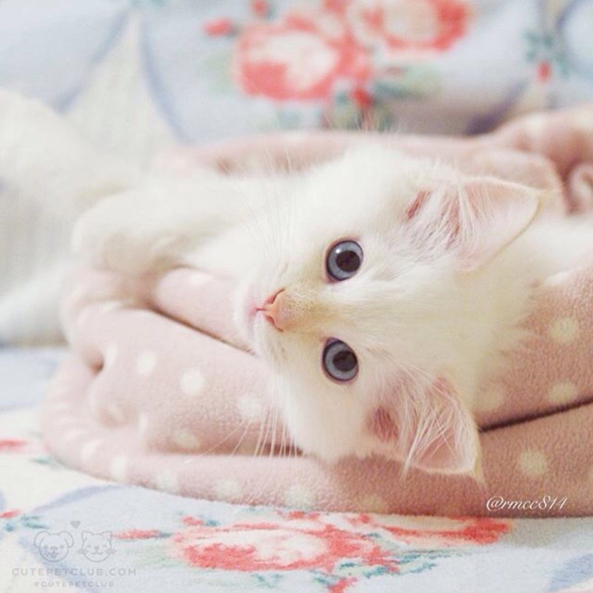 Котята маленькие пушистые смешные