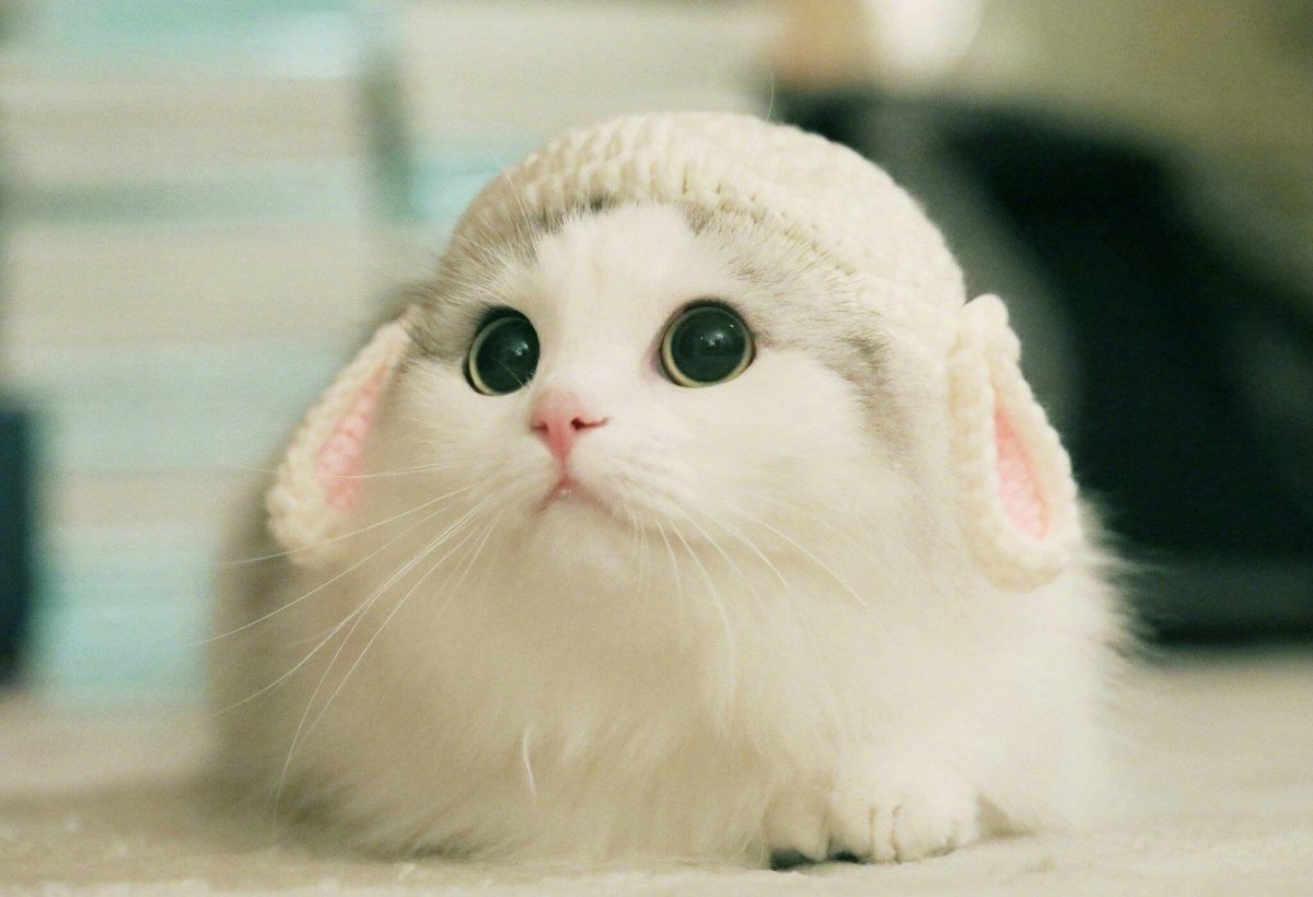 Милая кошка