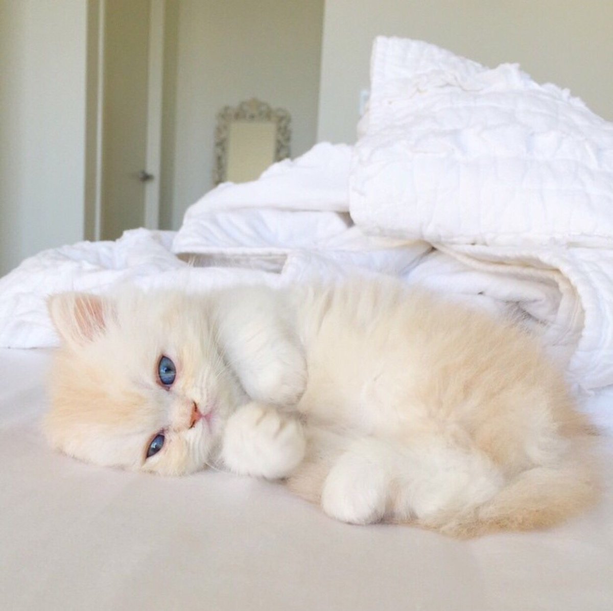 Котики Эстетика