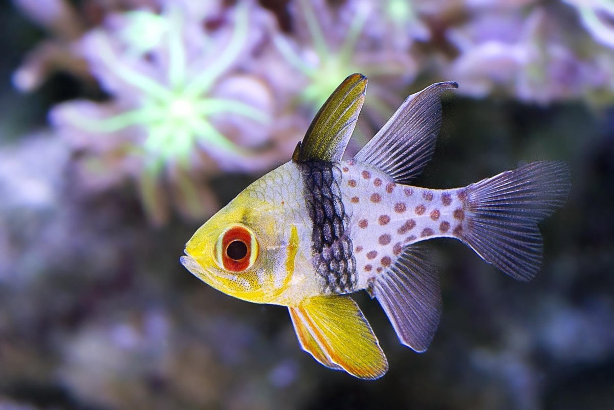 Sphaeramia nematoptera