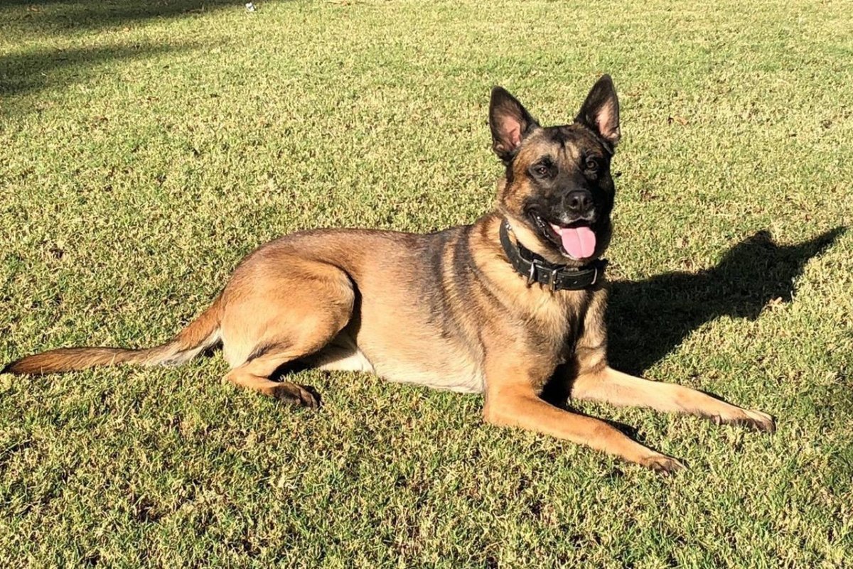 Метис бельгийской овчарки малинуа