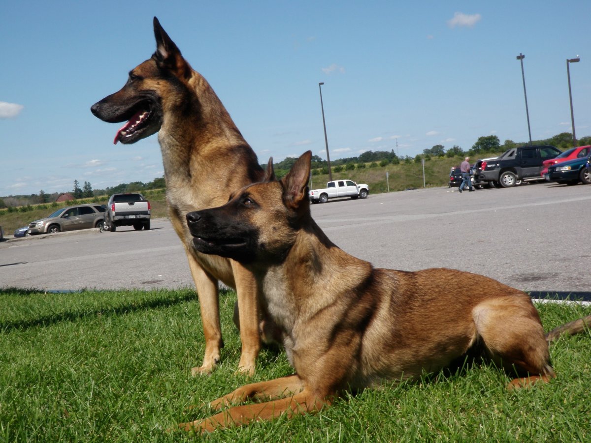 Бельгийская овчарка малинуа серая