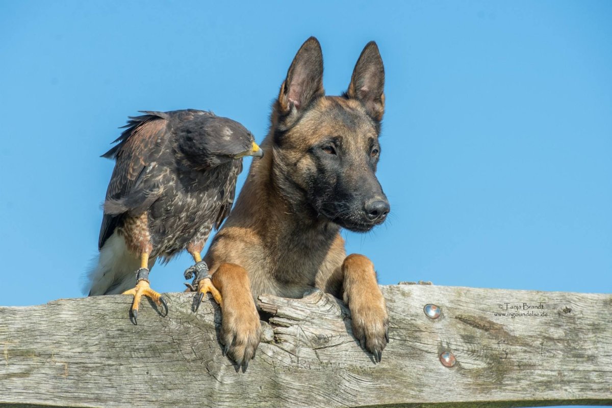 Метис малинуа