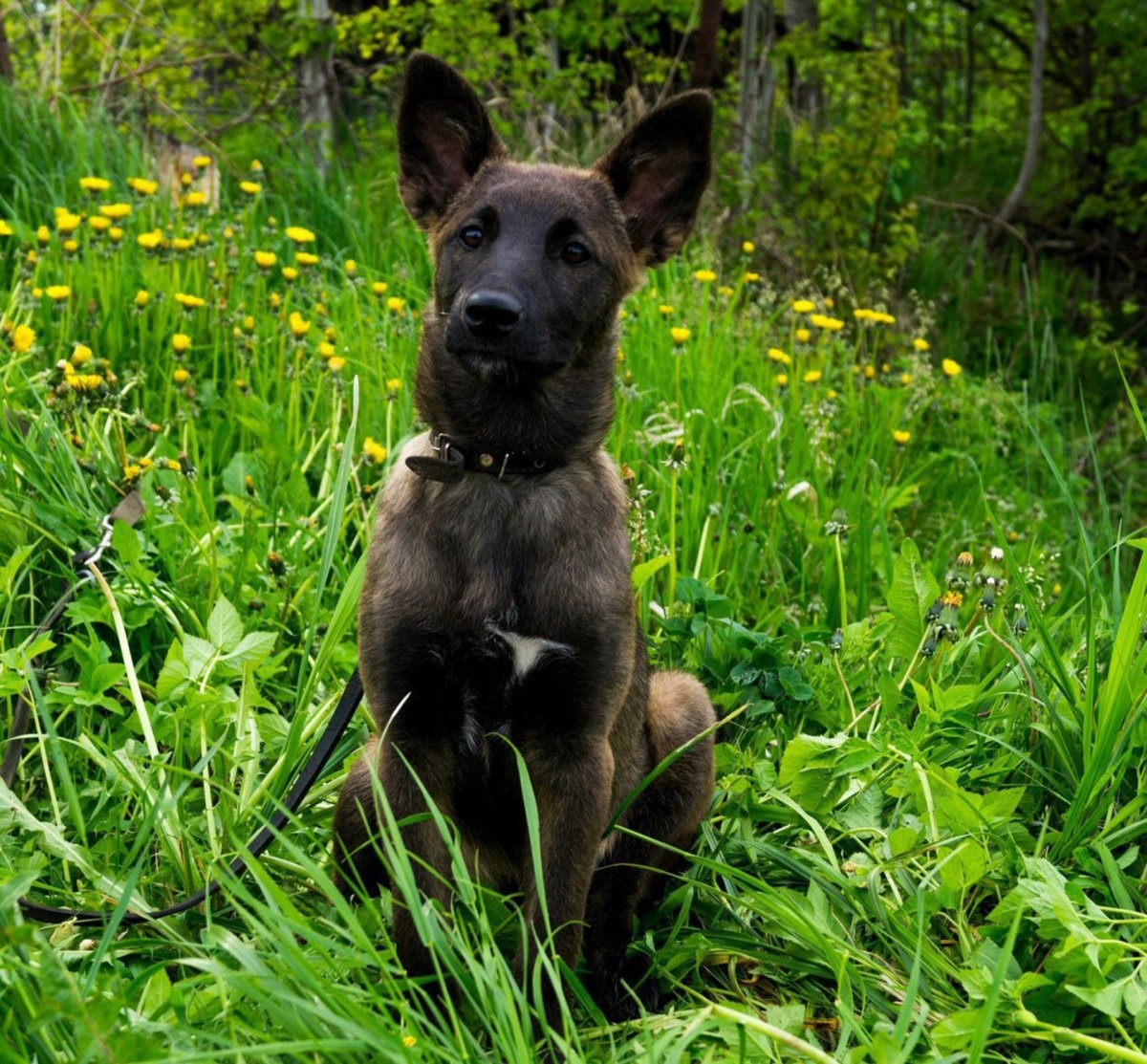 Малинуа и немецкая овчарка