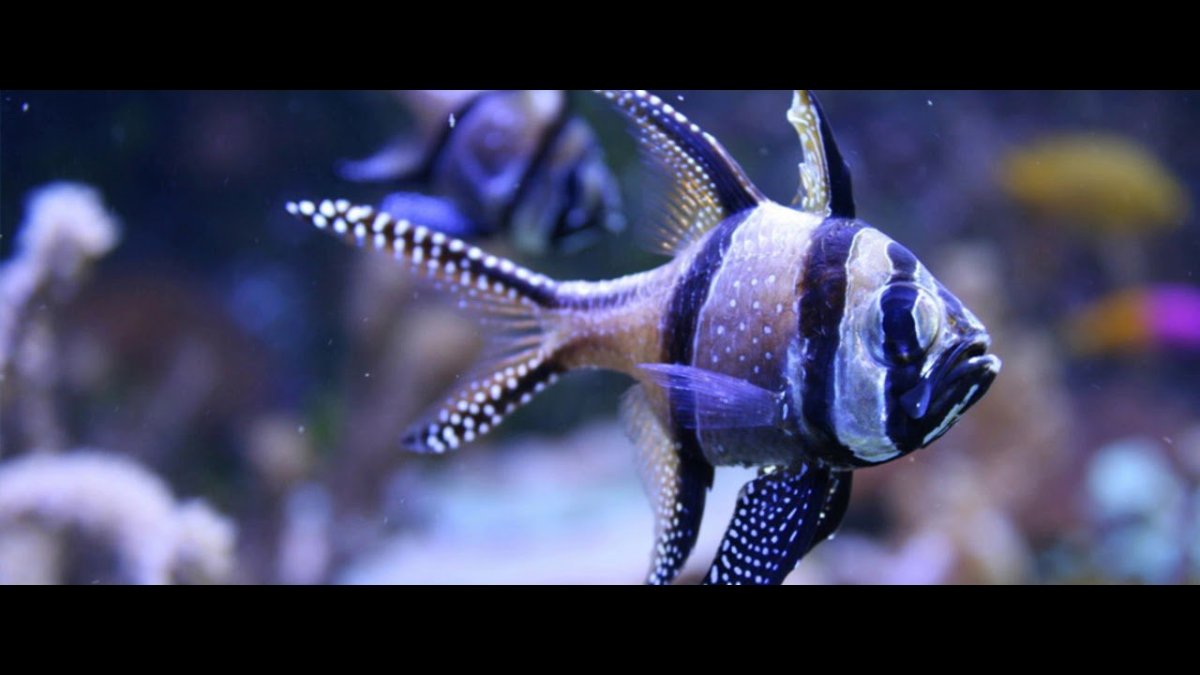 Кардинал рыбка морская