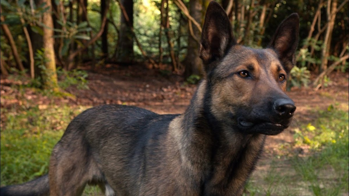 Акита овчарка