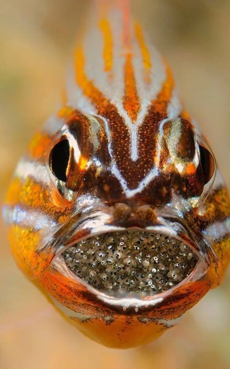 Африканские рыбы