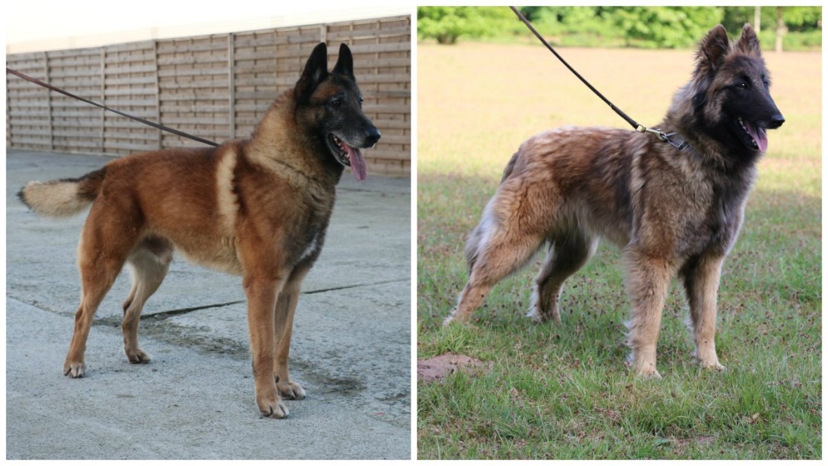 Метис бельгийской овчарки и лайки