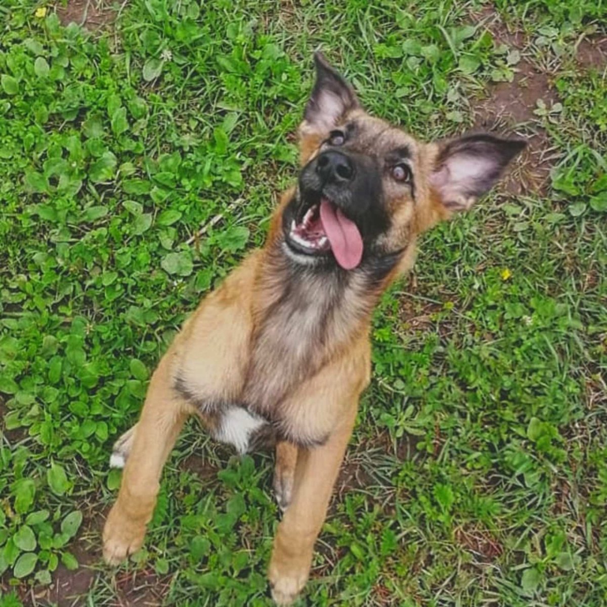 Бельгийская овчарка k9