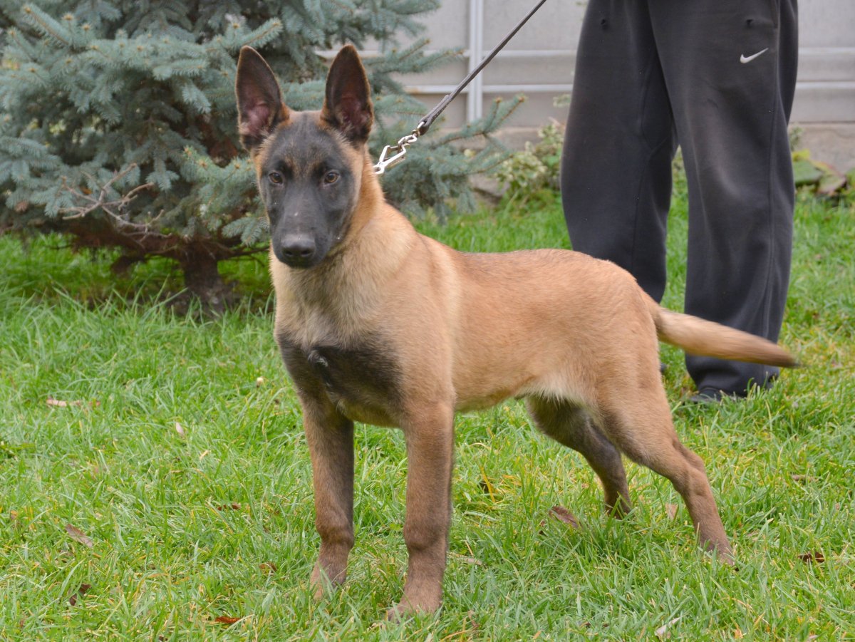 Метис бельгийской овчарки малинуа