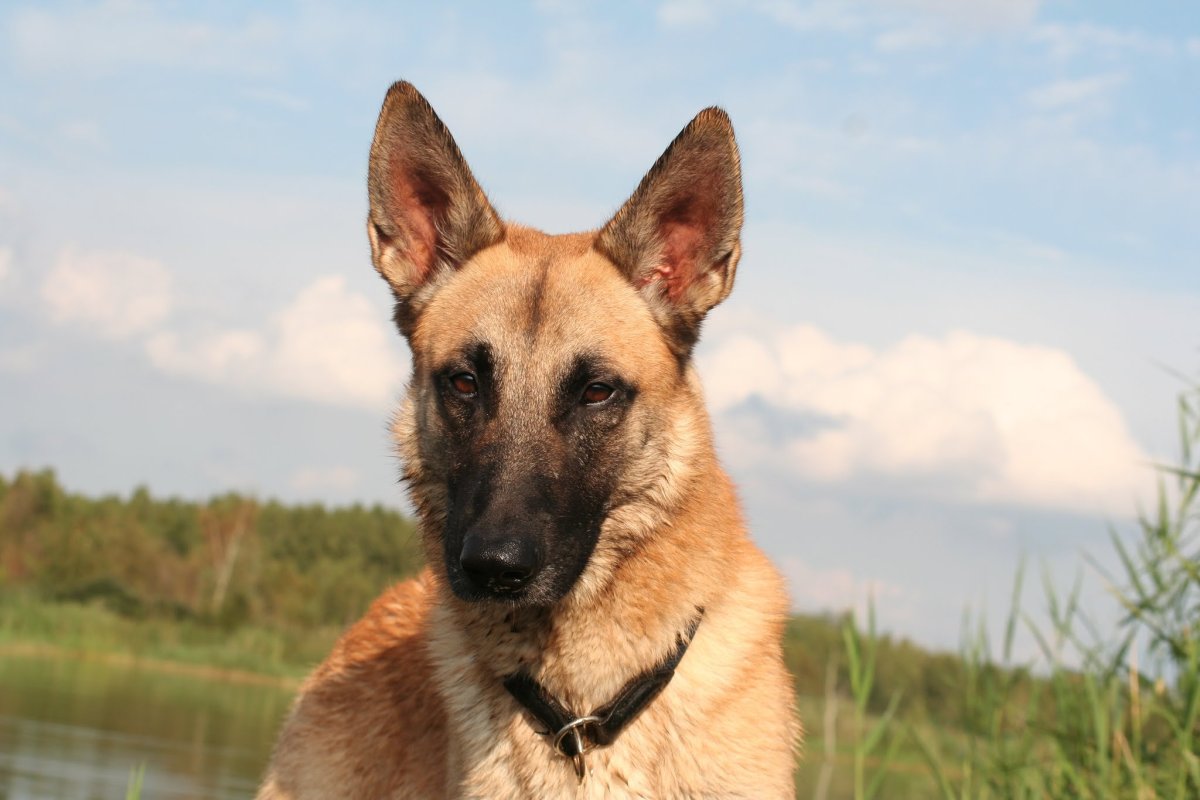 Метис малинуа