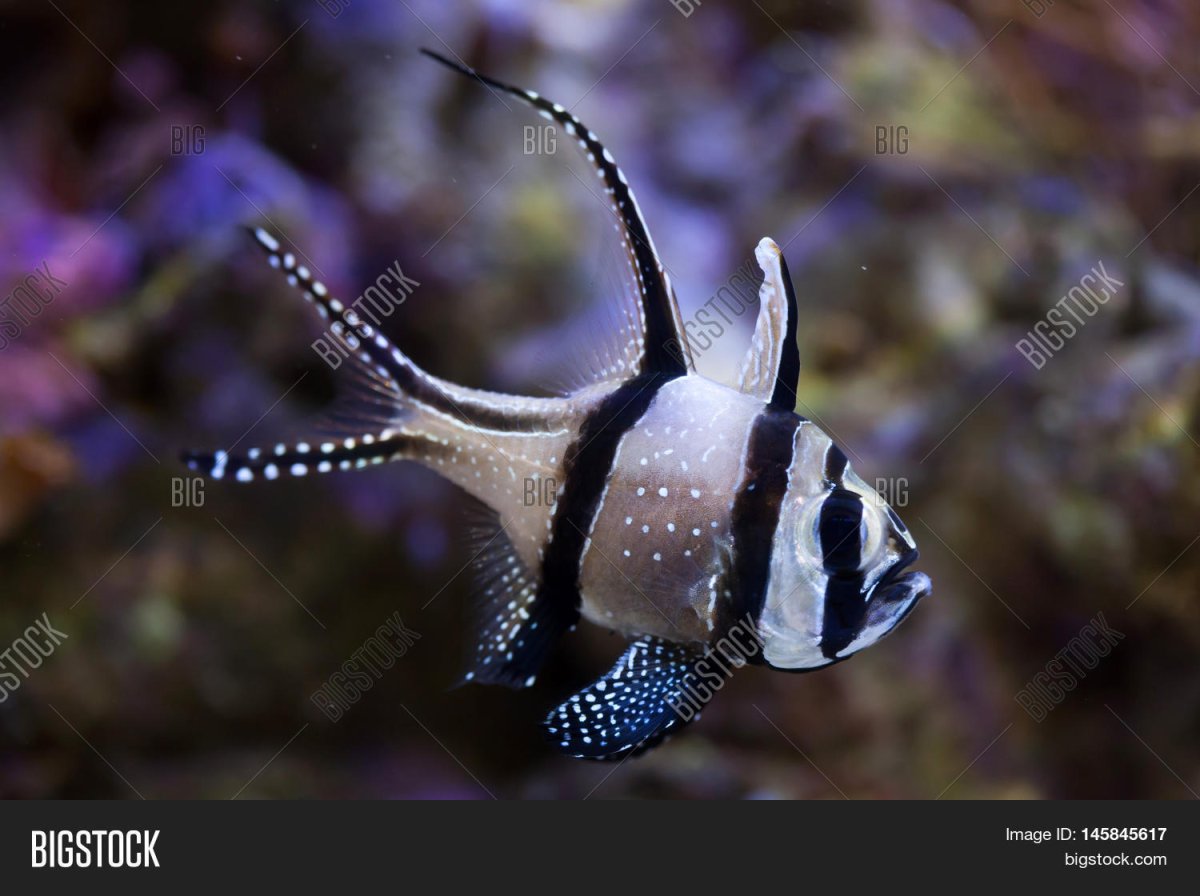 Вуалевый неон рыбка