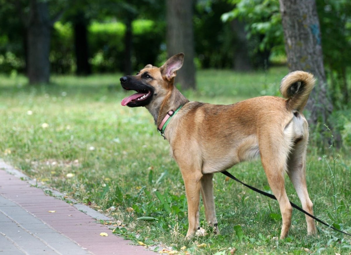 Метис малинуа