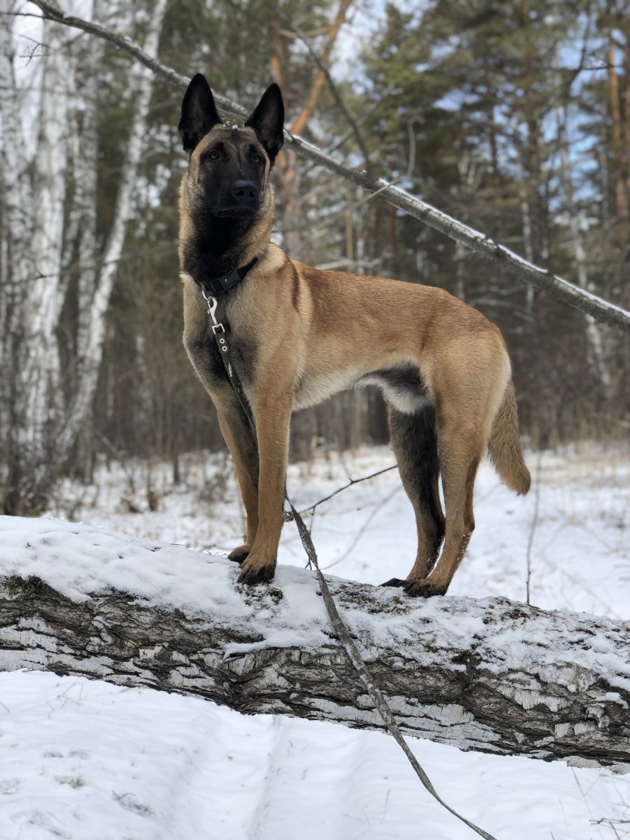 Метис овчарки и малинуа