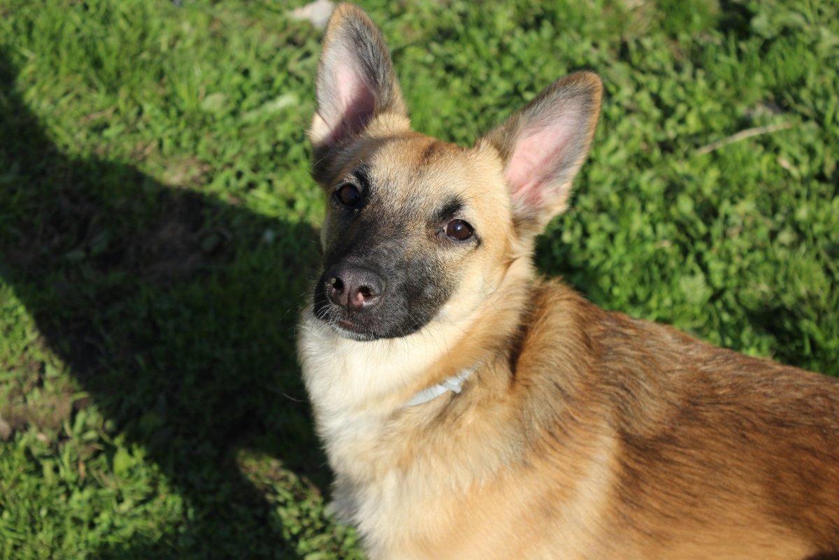 Бельгийская овчарка помесь ВЕО