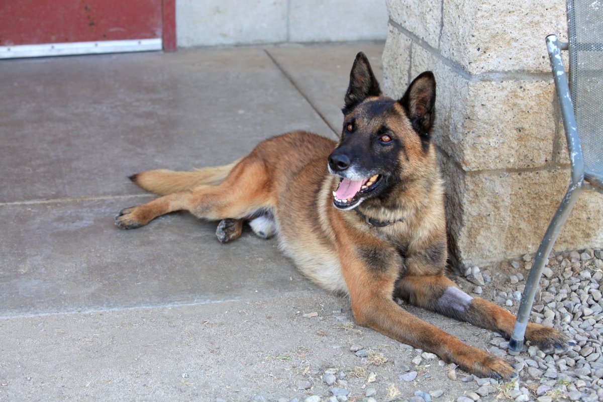 Палевая малинуа