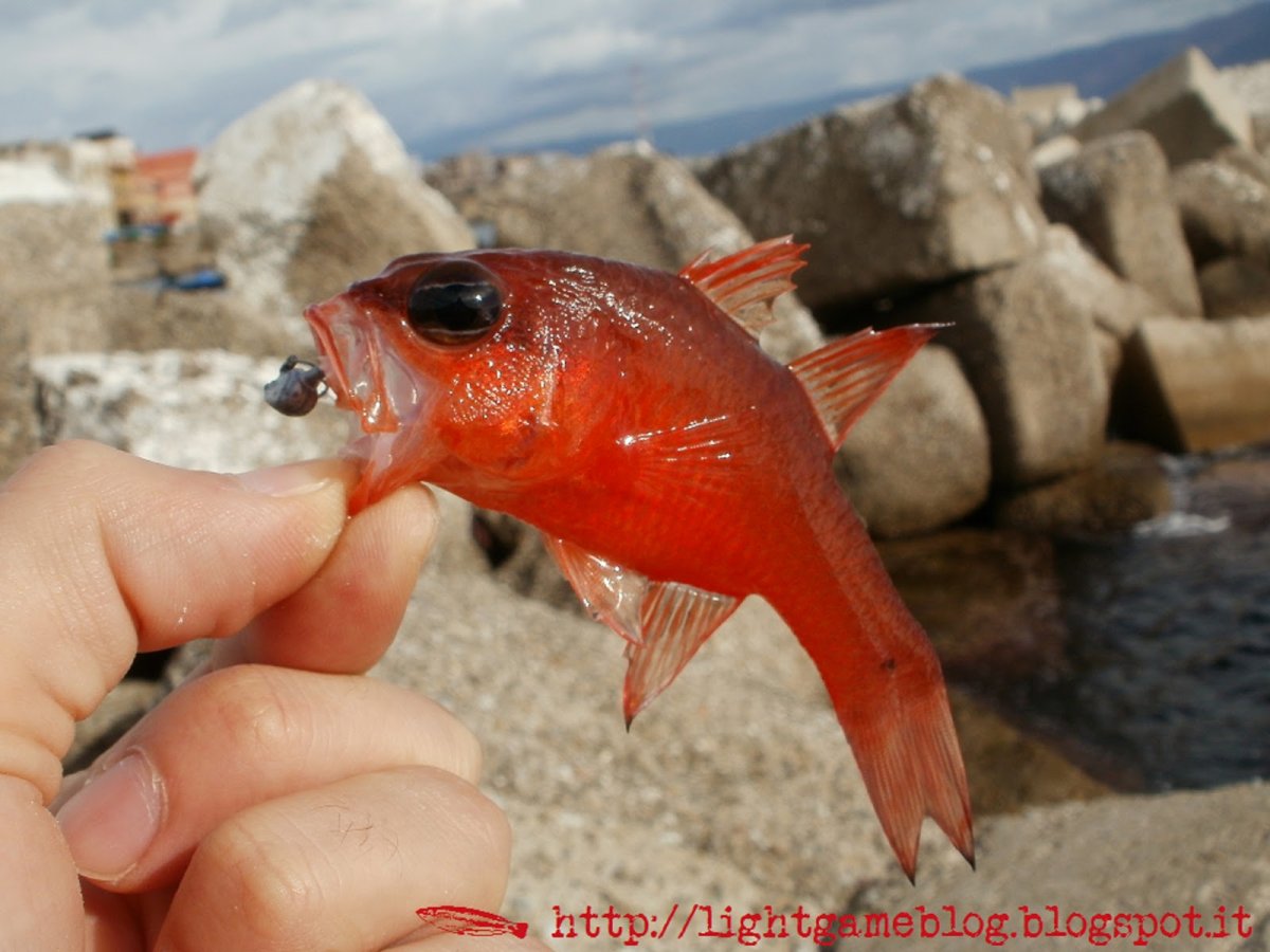 Рыба Кардинал морская фото