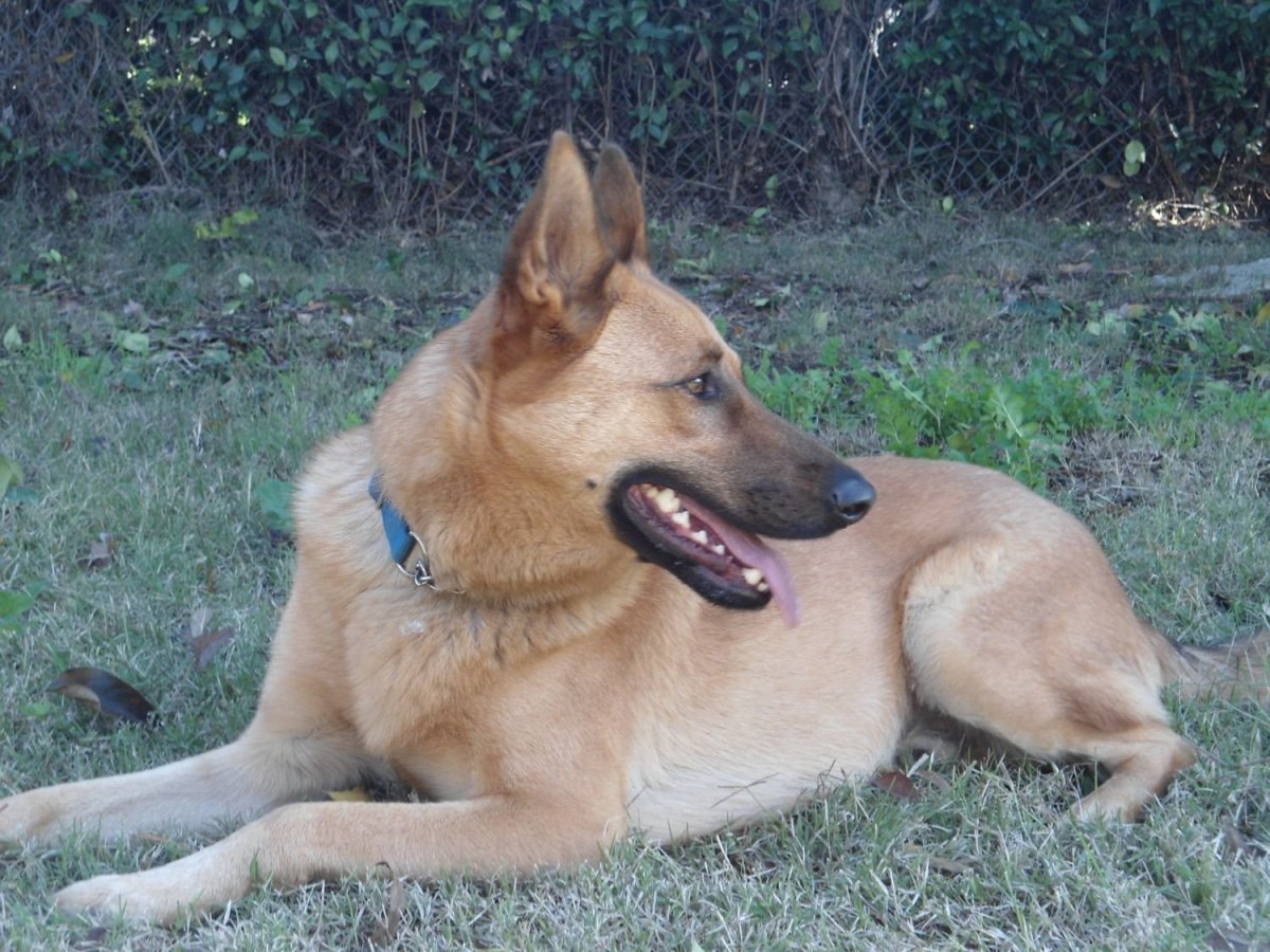 Малинуа и немецкая овчарка