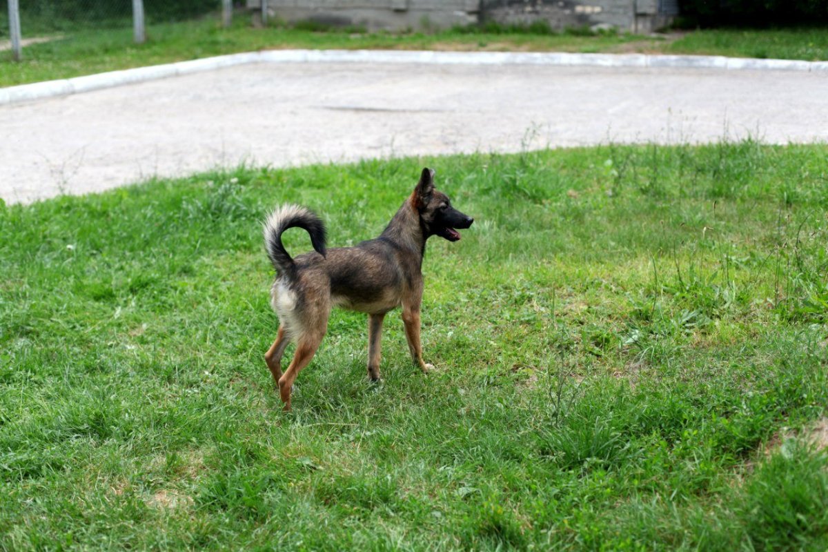 Метис Восточно европейской овчарки