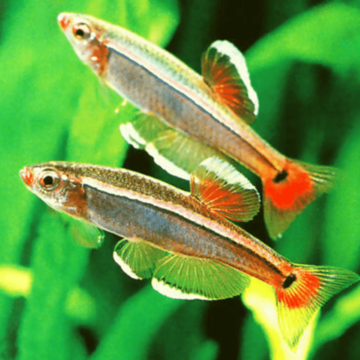 Кардинал вуалевый