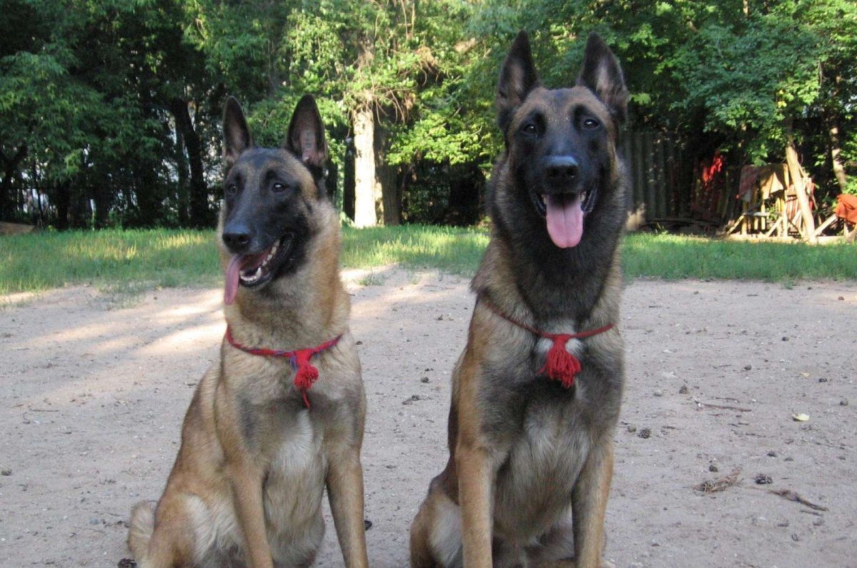 Рыжая овчарка малинуа