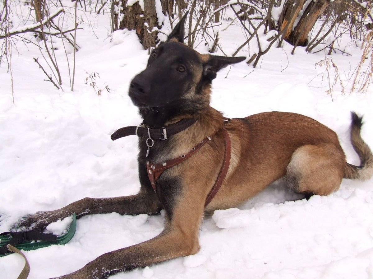 Метис малинуа и немецкой овчарки