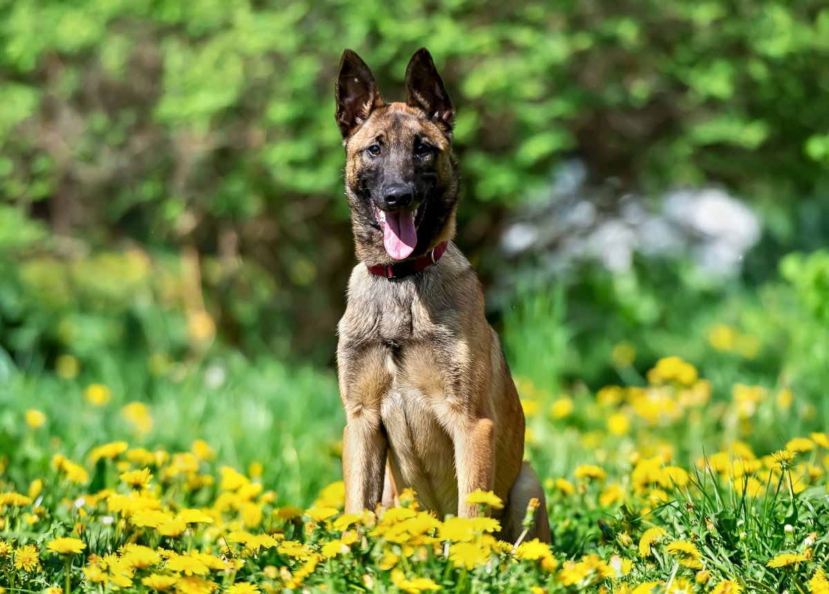 Малинуа и немецкая овчарка