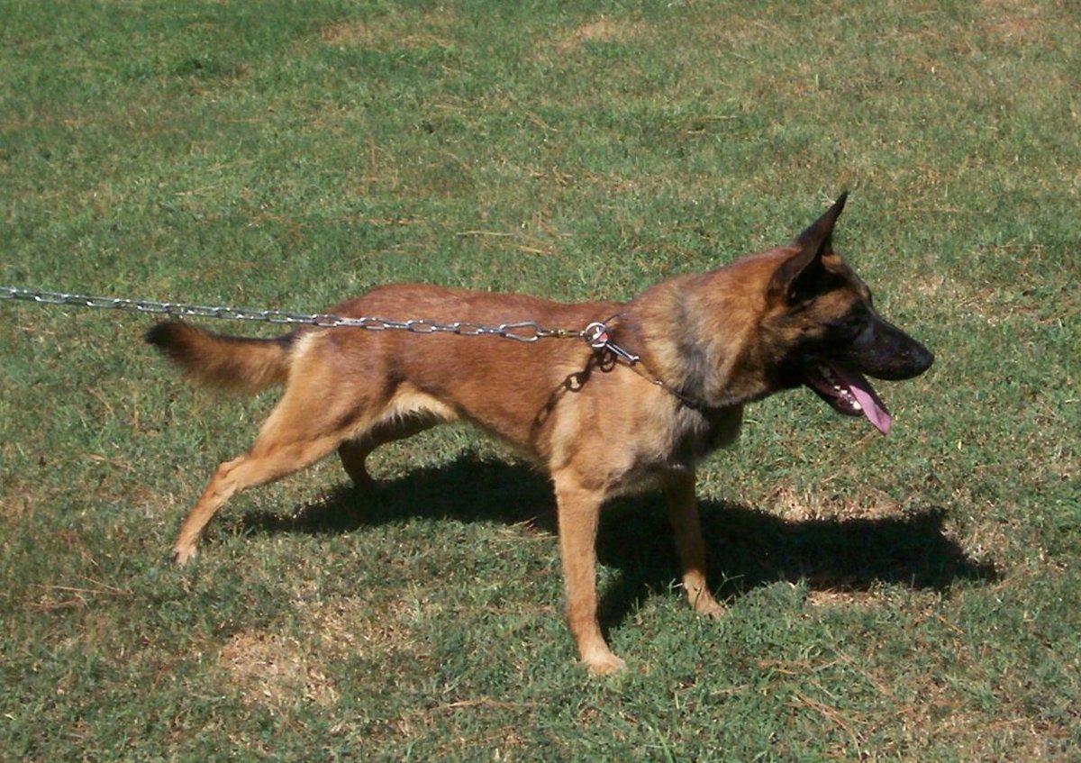 Овчарка дворняжка