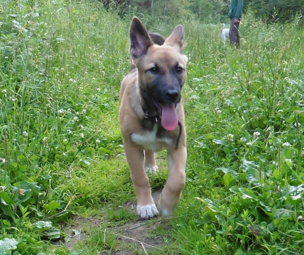 Метис бельгийской овчарки