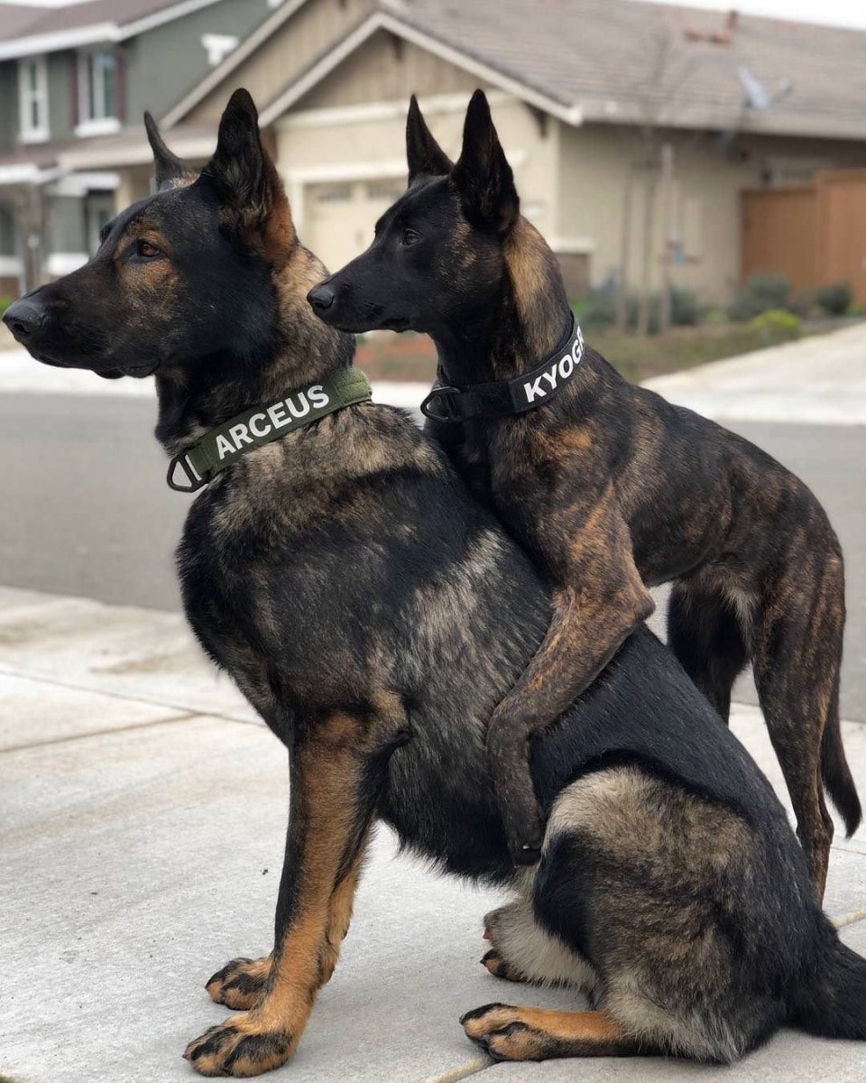 Щенки метисы малинуа