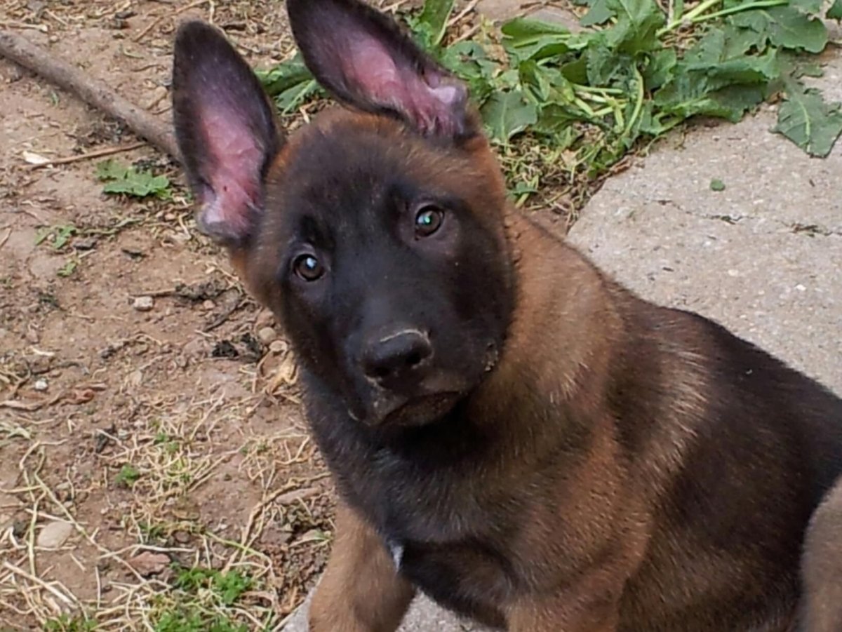 Малинуа Ходячий