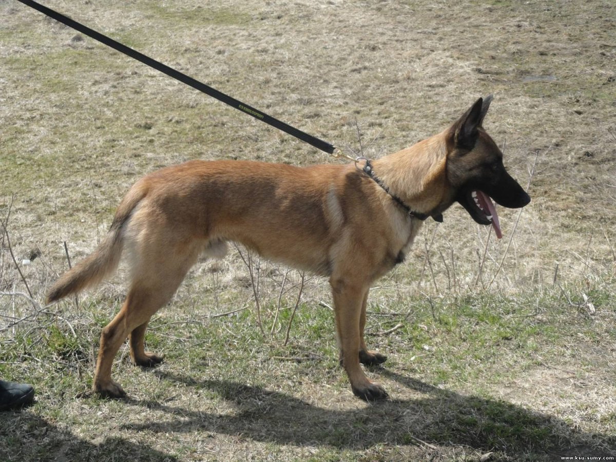 Малинуа Макс