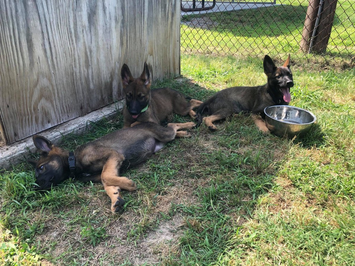 Помесь Восточно европейской овчарки