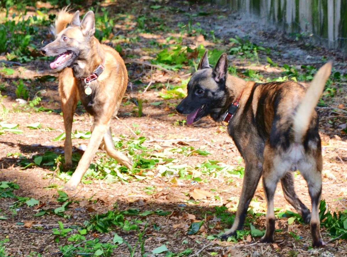 Малинуа милен