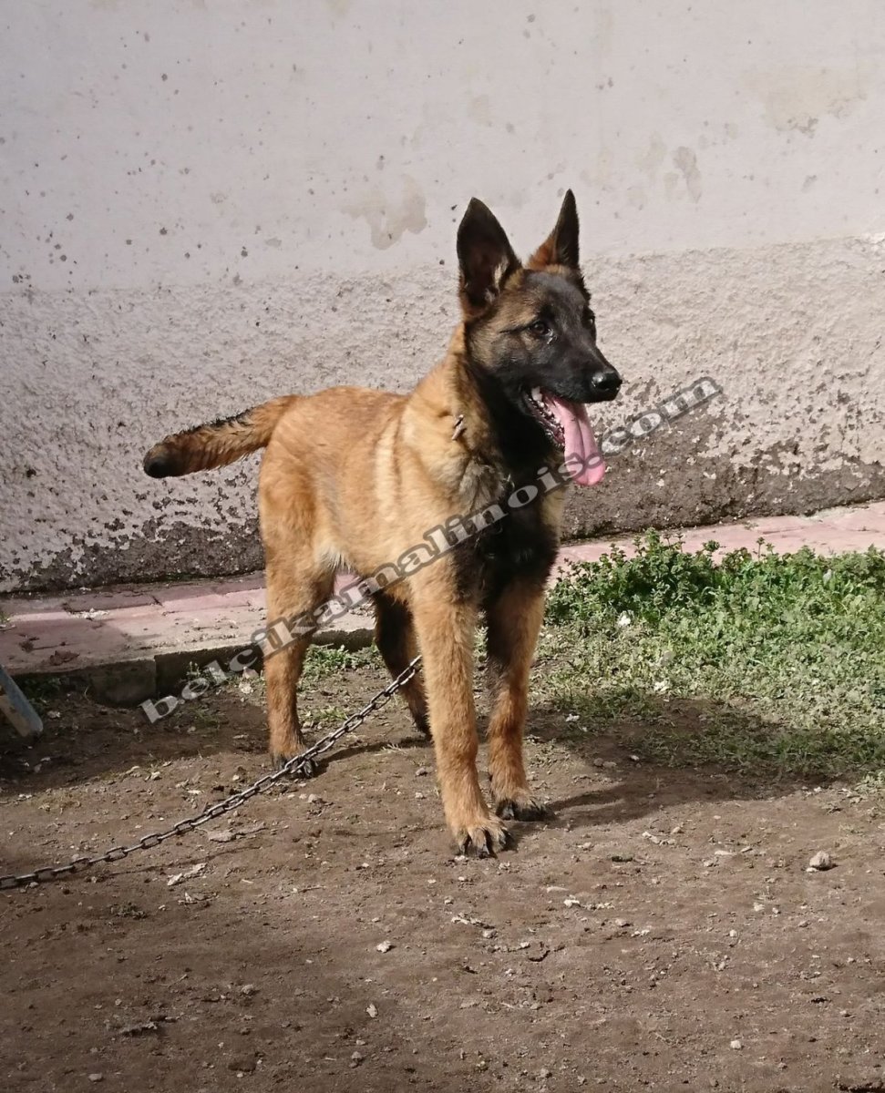 Бельгийский малинуа Инго