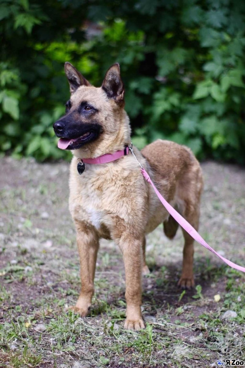 Гемалинуа немецкая овчарка