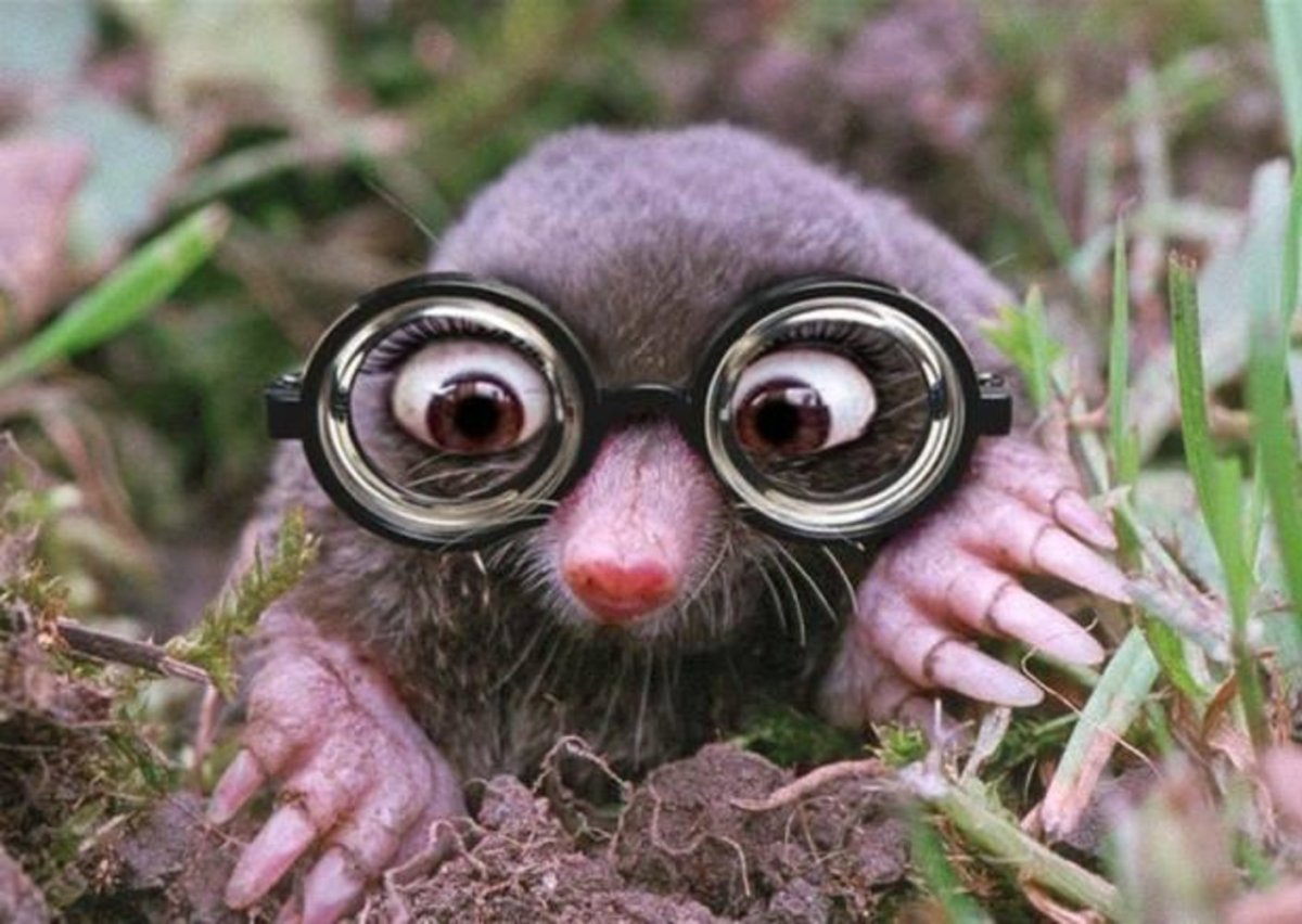 Крот-звездонос (звездорыл)