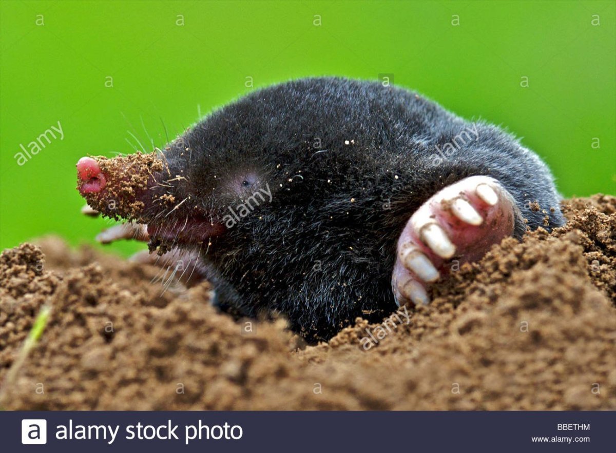 Крот садовый