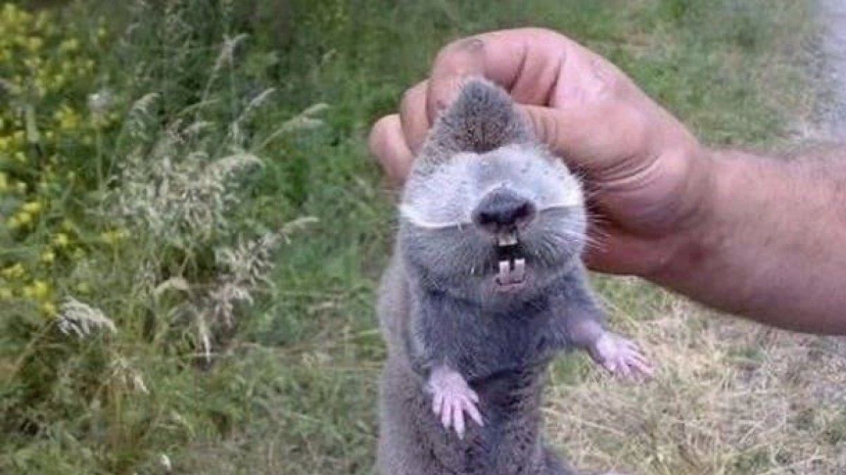 Крот в Германии