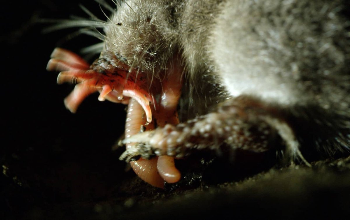 Мелкозубый Крот