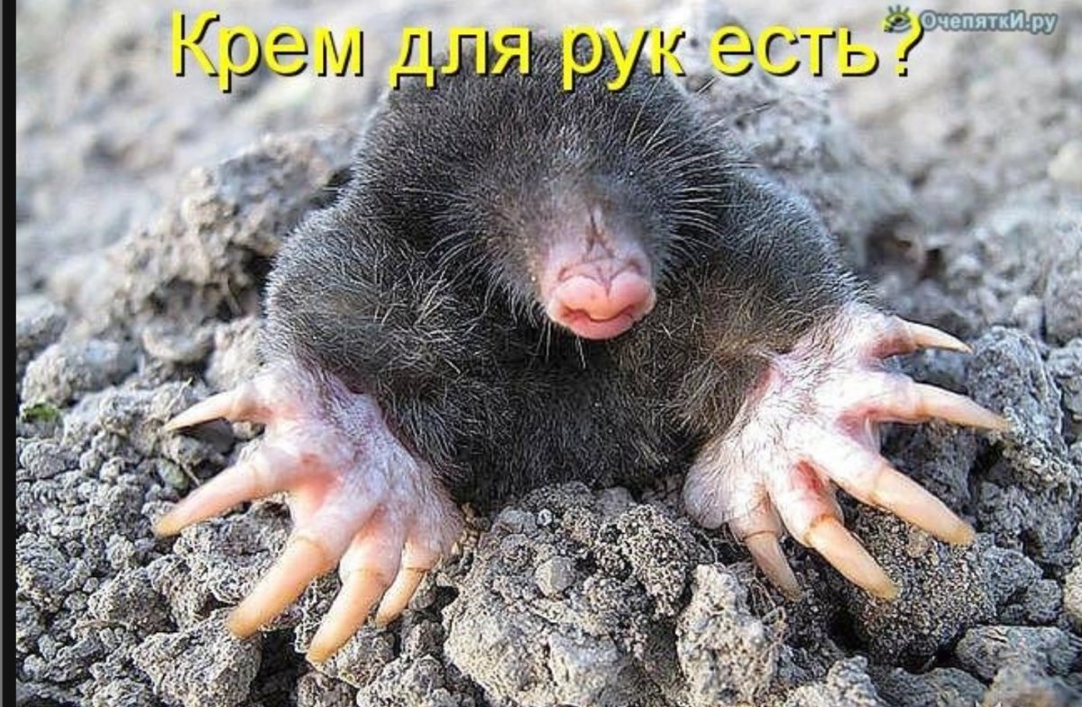 Слепыш анатомия